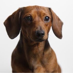 Meet your Posher, Josh